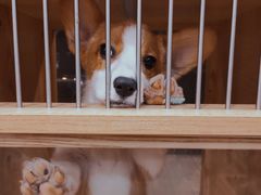 -1013 PET SHOP精品宠物商店(丁香店)