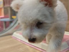 -BABIT巴比特宠物(MOMOPARK店)