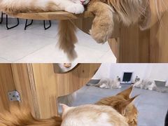 -Heymao猫咖.咖啡厅(东门店)