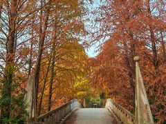 -上海海湾国家森林公园