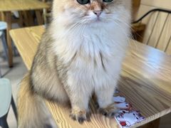 -豆逗聊愈猫阁Easy Life