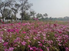 -西青郊野公园