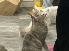 -楼上猫咖(罗湖店)