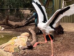 -费瑟代尔野生动物园