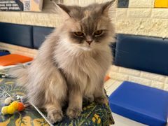 -平行世界·猫咖(首经贸店)