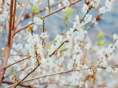 -广州市流溪河国家森林公园