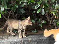 -陆家嘴世纪金融广场