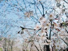 -顾村公园