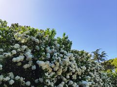 -上海滨江森林公园