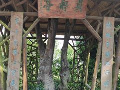 -南山植物园