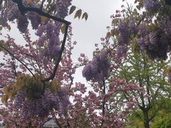 -嘉定紫藤园