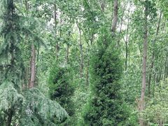 -合肥滨湖国家森林公园