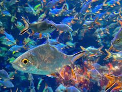 -成都浩海立方海洋公园