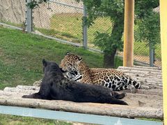 -西霞口神雕山野生动物世界