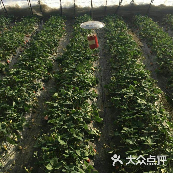 鑫淼九九草莓生態採摘園·玫瑰香葡萄園圖片-北京採摘/農家樂-大眾