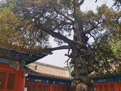 -北京国子监胡同