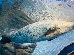 -上海海洋水族馆