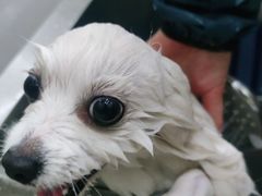 -福懋动物医院·犬猫全科·外科·重症科(杏林分院)
