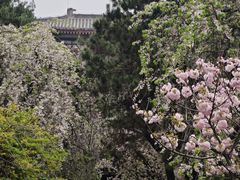 -西安青龙寺遗址景区