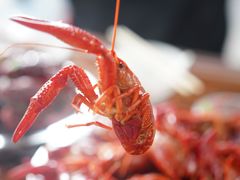 -五七小李子油焖大虾(总店)