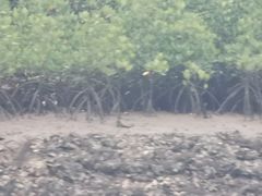 -东寨港红树林旅游区