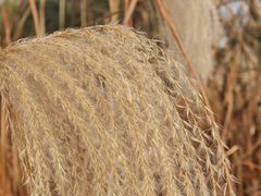 -梁鸿国家湿地公园