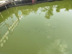 -荔枝红五号农庄