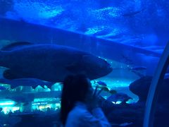 -成都浩海立方海洋公园