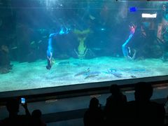 -石家庄海洋公园