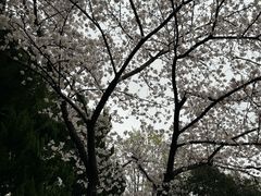 -嘉定紫藤园