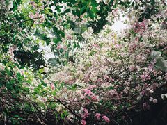 -深圳国际园林花卉博览园