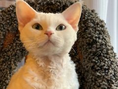 -Bastet sally猫舍购宠(静安店)