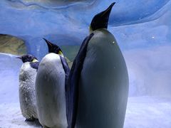 -海合安成都极地海洋公园