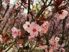 -原麦山丘(五棵松华熙店)