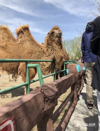 光合谷动物园 - 淘漂漂520的相册 - 静海区周边游 - 大众点评网