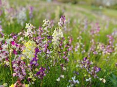 -花开海上生态园