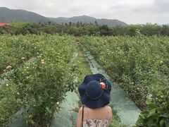 -亚龙湾国际玫瑰谷