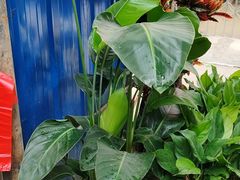 -桂林市花鸟市场