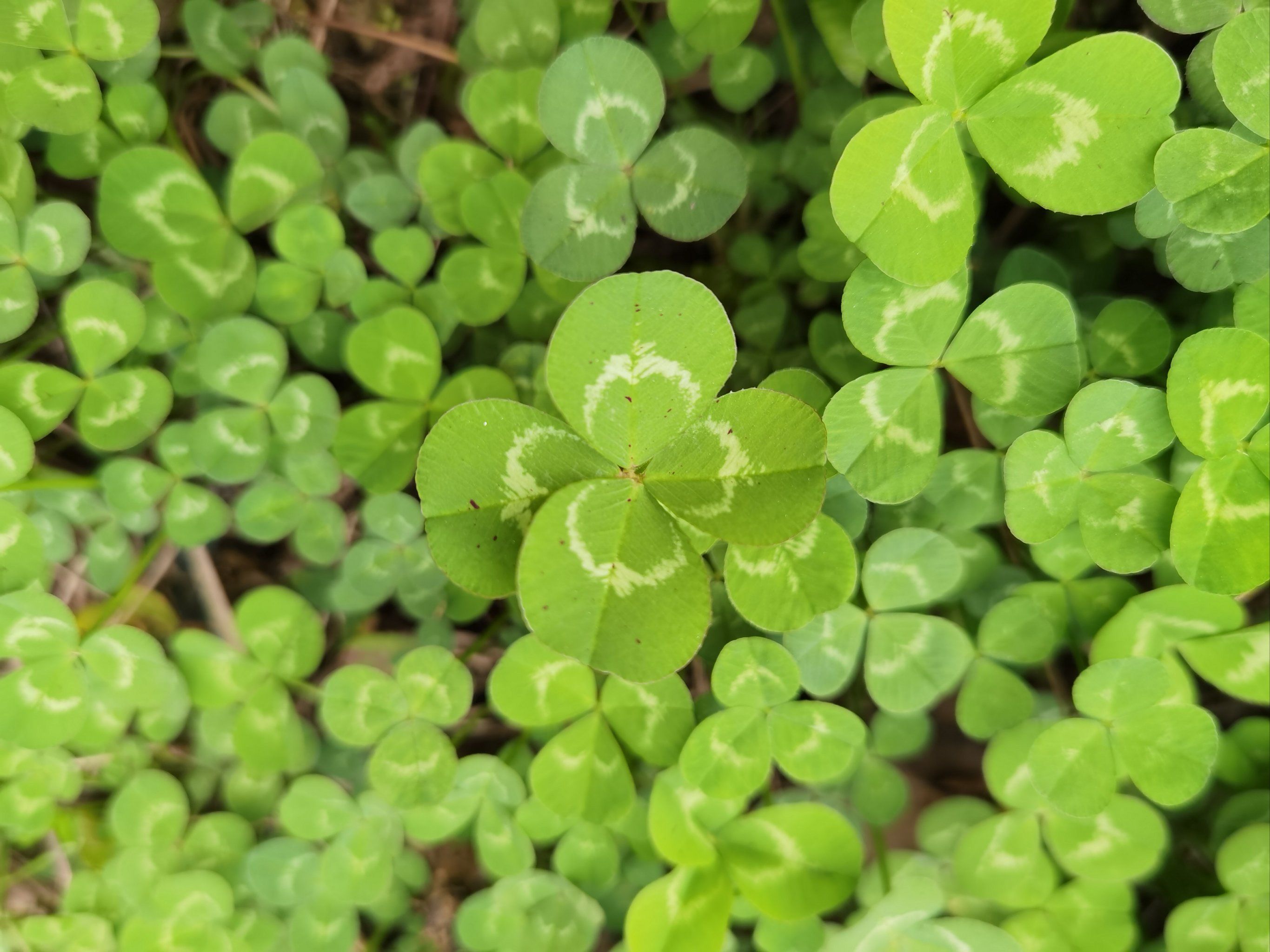 🍀四叶草