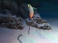 -暹罗海洋世界