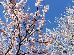 -桃花堤公园