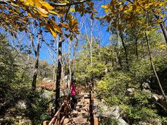 -大岭沟猕猴桃谷风景区