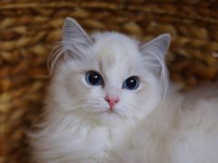 -Bastet sally猫舍购宠(静安店)