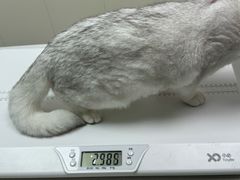 -宠颐生宠物医院·犬猫全科·皮肤科(商业街店)