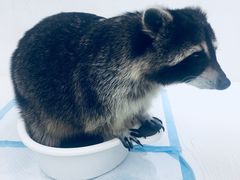 -浣熊柯尔鸭土拨鼠·电玩咖