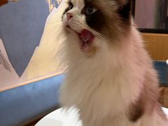 -滚猫咖啡·猫咖·猫友好撸猫(未来城店)