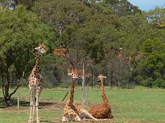 -威勒比开放式动物园