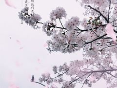 -高东镇樱花园