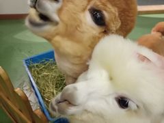 -藦茜花园宠物主题亲子互动体验馆(国顺东路店)