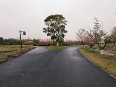 -径山花海